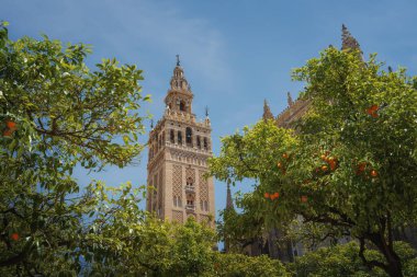 La Giralda (Seville Katedrali) Patio de los Naranjos 'da (Portakal Ağacı Avlusu) - Sevilla, Endülüs, İspanya