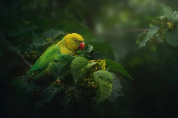 stock image Female ringneck parakeet in a tree