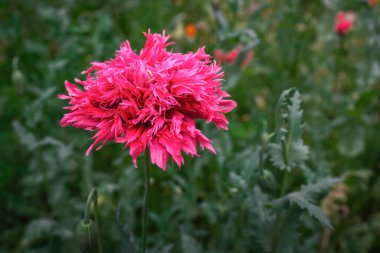 Pembe Afyon Haşhaş Çiçeği (Papaver Somniferum)