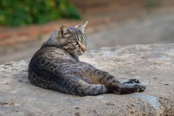 Šedá Tabby Cat Odpočívá Lavičce — Stock fotografie