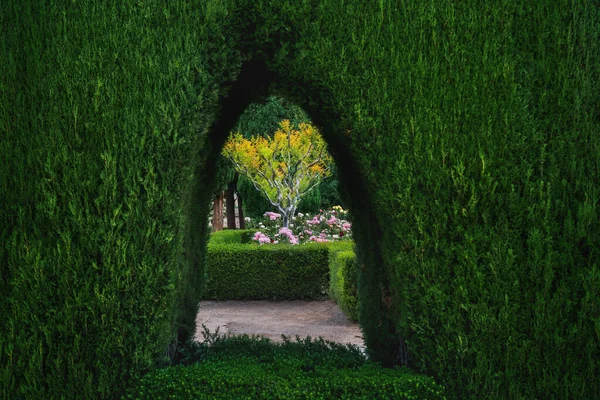 Albero Giardino Attraverso Muro Verde Granada Andalusia Spagna — Foto Stock