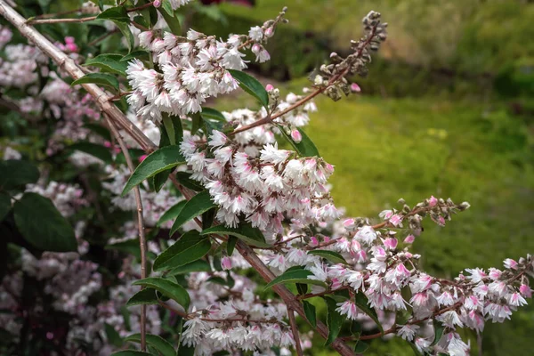白とピンクのウツギの花 ドイツのクレナタF Plena — ストック写真