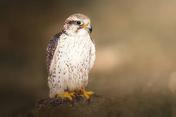 Saker Falcon Falco Cherrug — Stock Photo, Image