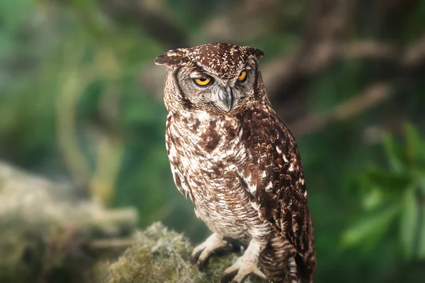Spotted Eagle Owl Bubo Africanus — Stock Photo, Image