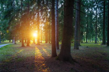 Ağaçların arasından parlayan güneş
