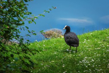 Avrasya Ördeği (Fulica atra)