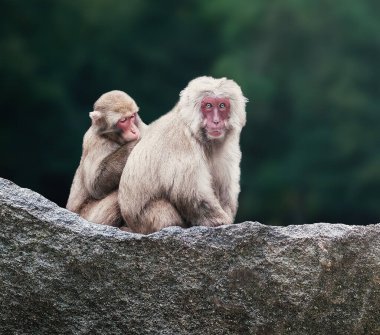 Japon Makaque veya Kar Maymunu Tımarlama (Macaca fuscata)