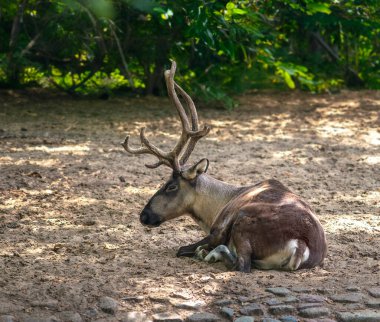 Avrupa Orman Ren Geyiği (rangifer tarandus fennicus)