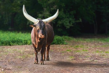 Ankole-Watusi Cattle or African Longhorn (bos taurus taurus watusi) clipart