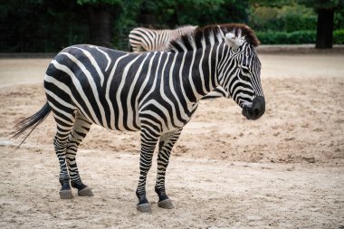 Zebra Verir (equus quagga boehmi)