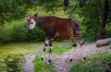 Güzel Okapi ayakta (okapia johnstoni)