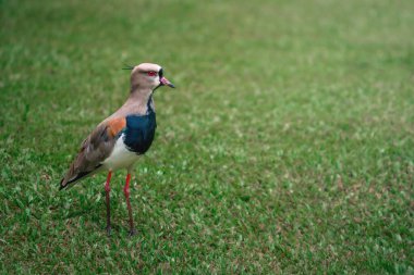 Güney kanat kuşu (Vanellus chilensis)