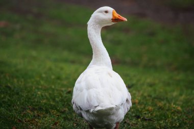 Beyaz Emden Kaz (Anser domesticus)