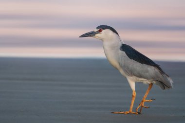 Plajda siyah taçlı Gece Balıkçıl (Nycticorax nycticorax)