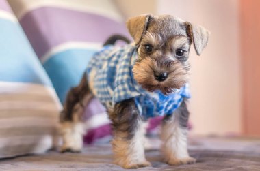 Tuz ve Biber Minyatür Schnauzer Köpek Yavrusu