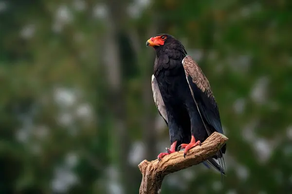 Bateleur Águila Terathopius Ecaudatus Pájaro Presa — Foto de Stock