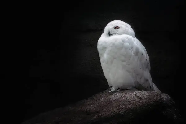 White Snowy Owl Bubo Scandiacus — Stock Photo, Image