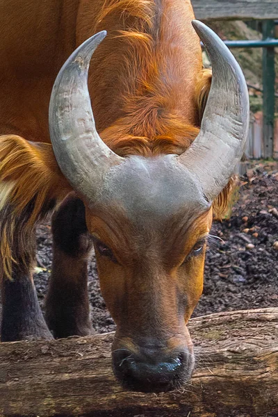 Head and horns of Forest Buffalo (syncerus caffer nanus)