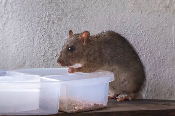 stock image Common Brown Rat eating (Rattus norvegicus)