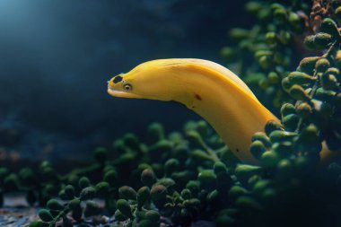 Cüce Moray (Gymnothorax melatremus) - Sarı Moray Yılanbalığı