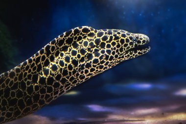 Laced Moray (Gymnothorax favagineus) - Büyük Moray Yılanbalığı