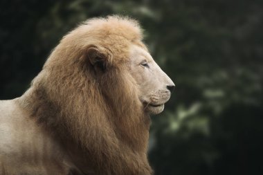 Beyaz Aslan (Panthera leo) - Leucistik Aslan