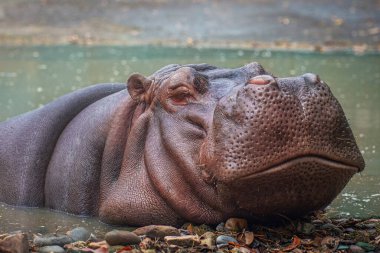 Su üzerindeki su aygırı (Hippopotamus amfibi))