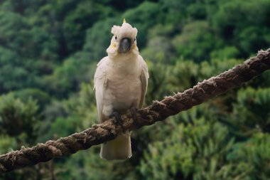 Kükürt armalı kakadu kuşu (Cacatua galerita)