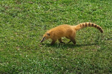 Güney Amerika coati (Nasua nasua)