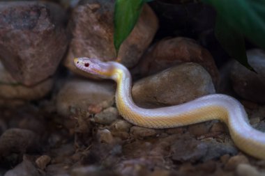 Coral Snow Corn Snake (Pantherophis Guttatus))
