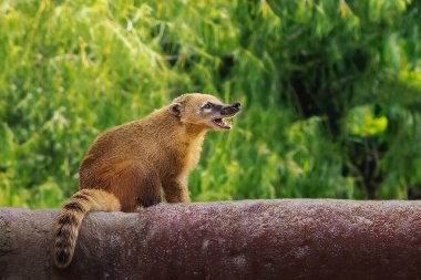 Güney Amerika coati (Nasua nasua)