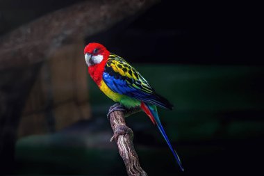 Doğu Rosella kuşu (Platycercus eximius)