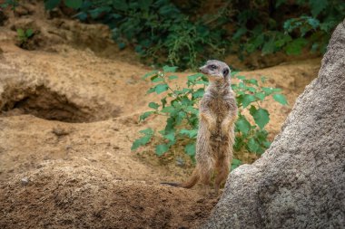 Dikkatli İnce Kuyruklu Köfte (Suricata suricatta)