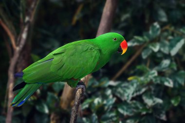 Male Eclectus Parrot (Eclectus roratus) clipart