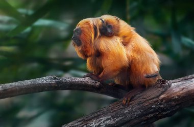 Mother carrying Baby Golden Lion Tamarin on the back (Leontopithecus rosalia)