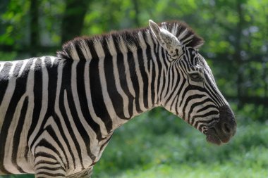 Zebra Başı Verir (Equus quagga boehmi)