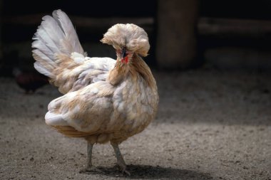 Güzel Crest 'li Polonya Tavuğu