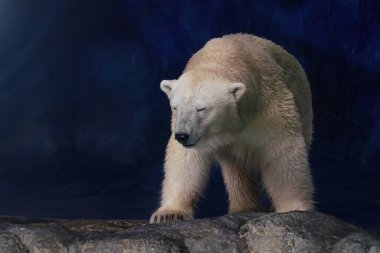 Güzel Kutup Ayısı (Ursus maritimus)