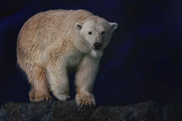 Piękny Niedźwiedź Polarny Ursus Maritimus — Zdjęcie stockowe