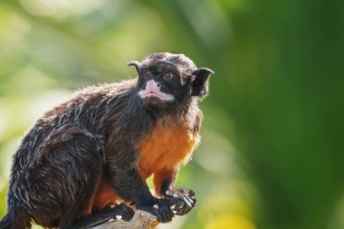 Beyaz dudaklı tamarin (Saguinus labiatus) - Yeni Dünya Maymunu