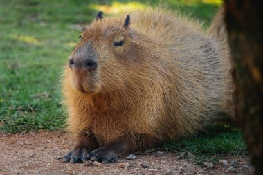 Capybara (Hydrochoerus hydrochaeris) - Dünyanın en büyük kemirgeni