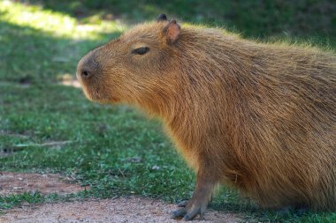 Capybara (Hydrochoerus hydrochaeris) - Dünyanın en büyük kemirgeni