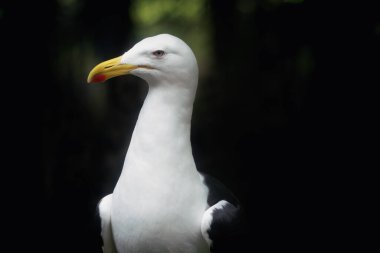 Yosun Martı (Larus dominicanus) - Martı