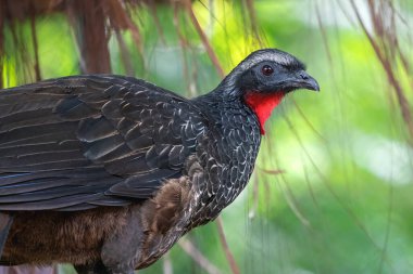 Esmer bacaklı Guan kuşu (Penelope obscura)