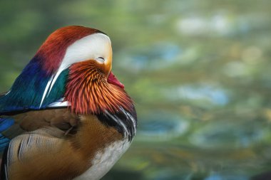 Mandarin Ördeği (Aix galericulata) gözleri kapalı