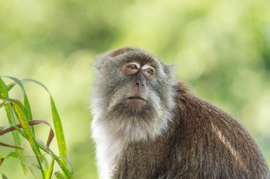 Yengeç yiyen Makak surat (Macaca fascicularis)