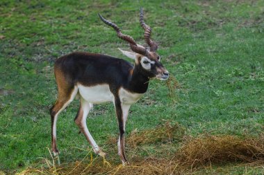 Erkek Blackbuck Antilope antilope cervicapra yiyor.)