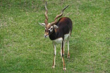 Erkek Blackbuck Antilope Servicapra)