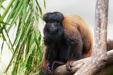 Uta Köylü Sakallı Saki (Chiropotes utahicki) - Yeni Dünya Maymunu