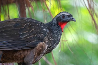 Esmer bacaklı Guan kuşu (Penelope obscura)